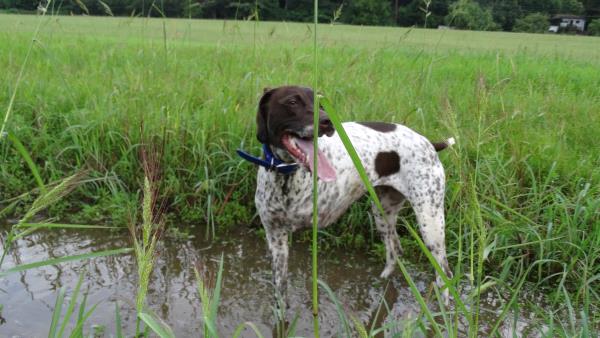 /Images/uploads/Southeast German Shorthaired Pointer Rescue/segspcalendarcontest2018/entries/8968thumb.jpg